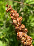 Rumex Crispus (estratto 10:1) — 167 mg